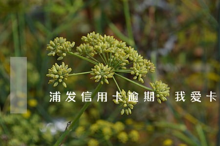 浦发信用卡逾期 我爱卡 浦发信用卡逾期 我爱卡